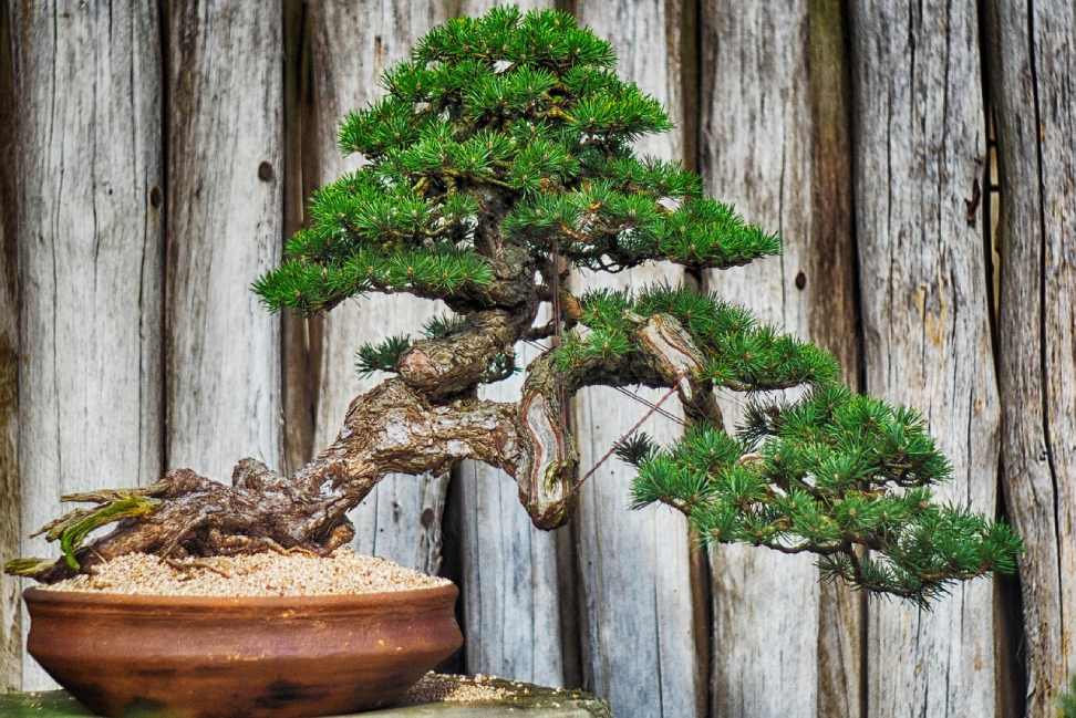 Types of Bonsai Trees