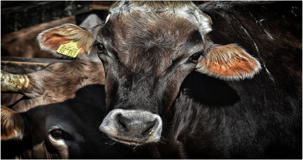 Three Ways to Keep Cattle Healthy in Winter